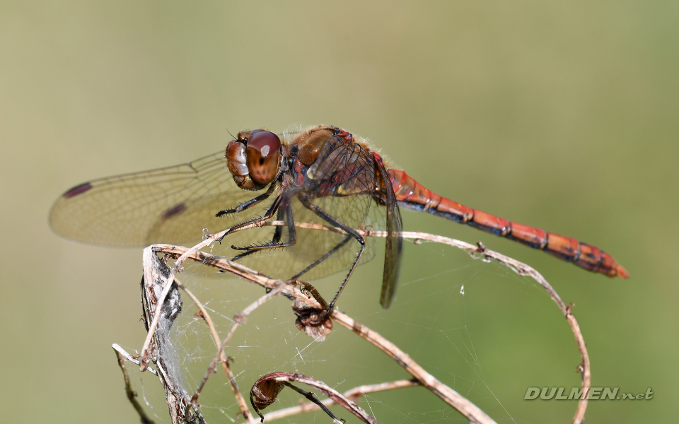 Common Darter (male, Sympetrum striolatum)
